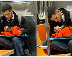 Woman Spots Man Bottle-Feeding Stray Kitten On Subway, Precious Photo Goes Viral