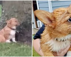 Woman Discovers & Saves Two ‘Scared, Soaked’ Dogs Chained Up In Yard In Lightning Storm