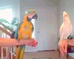 Two Parrots Have a Dance Off – Their Impressive Dance Moves All Caught On Video