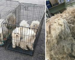 9 Puppies in Horrifying Condition Found Dumped in Parking Lot of Animal Rescue Center