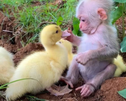 Baby Monkey Helps Dad Take Care of Baby Ducklings Like Family