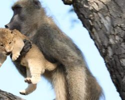 Baboon Adopts and Grooms Lion Cub In Kruger National Park
