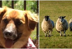 Lost Dog Who Went Missing After Car Crash Found at a Farm Herding Sheep