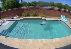 Dog Jumps For Joy When He Realizes No One’s Looking & Has The Pool All To Himself