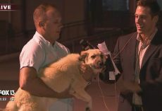 Dog Reunites With The Soldier Who Rescued & Adopted Her In Iraq On Live Television
