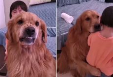 Loyal Dog Protects Crying Girl As She Is Being Told Off By Her Mother