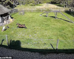 Farm Animals Rush To Protect Chicken Friend from Hawk Attack