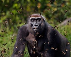 Gorilla Surrounded by Butterflies Wins Grand Prize in International Nature Photo Contest