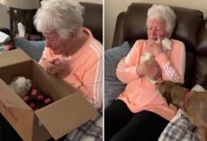 Grandma Bursts into Tears of Joy After Being Surprised with a New Puppy