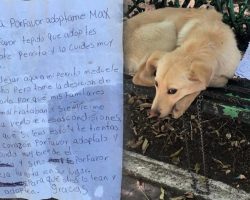 Lonesome Puppy Found Tied To A Park Bench with a Heartbreaking Note Next To Him