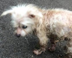 Family Reunites with Long Lost Dog After Being Missing for Seven Years