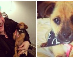 Meat Loaf Saves a Puppy They Found Abandoned in a Dumpster While on Tour