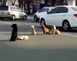 Stray Dogs Halt Traffic and Stage Sit-In On Busy Road After Car Runs One Over
