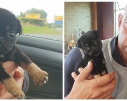 Five-Week-Old Pug Puppy Abandoned in Plastic Bag Ends Up Being Adopted By His Rescuer