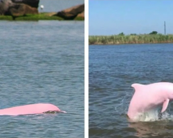 Nearly Extinct Pink Dolphin Mom Gives Birth To A Cute Pink Baby Calf
