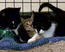 Shelter Looking for Home for Blind Cat, His ‘Seeing Eye’ Mom and their Kitten Friend