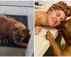 Stray Bulldog Wanders Around Neighborhood Fire Department, Ends Up Getting Adopted By Miley Cyrus