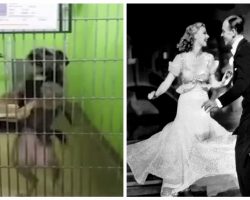 Stray Dog Named Ginger Rogers Gets Adopted After Showing Off Her Dance Moves