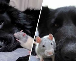 Tiny Rat Loves Nothing More Than To Snuggle His Giant German Shepherd Friend