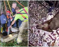 Fire Departments Join Forces to Rescue a Dog Who Fell Down a 40-Foot Well