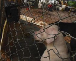 140 Dogs Hoarded In Florida Found Trapped Inside Wired-Shut Cages