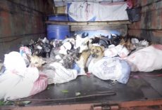 They Stop A Truck And Find 50+ Dogs In The Back In Sacks With Their Mouths Bound