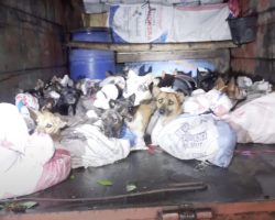 They Stop A Truck And Find 50+ Dogs In The Back In Sacks With Their Mouths Bound