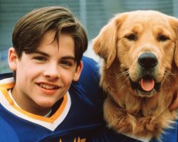 Dogs in History: 10 Film Dogs Who Stole Our Hearts