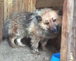 Bullied Dog Shyly Peeks Out From Behind The Door When They Arrive