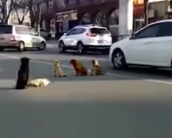 Four Dogs Block Traffic To Guard And Protect One of Their Friends Hit By A Car