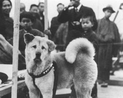 Dogs in History: Hachiko, the Dog that Waited for 9 Years