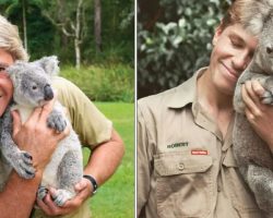 Robert Irwin recreates his dad’s famous koala photo, and people can’t believe how similar they are