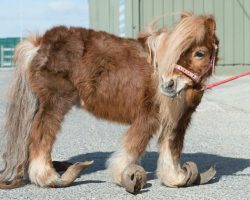 Neglected Pony’s Hooves Were So Long He Could Barely Walk