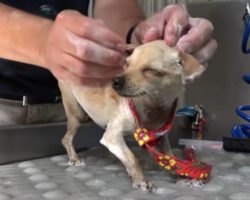 The Rescue of Kitty the Tiny Abandoned Dog