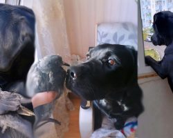 Dog’s Standing At Window When A Bird Flies Into House, Decides To Hang Out With The Dog