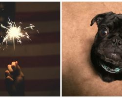 After His Dog Died From Fireworks, Man Leaves Warning For Pet Owners