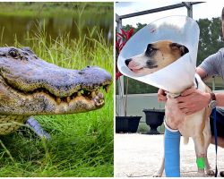 Man Fights Off 13-Ft Alligator After It Attacked His Dog & Dragged Him In Water