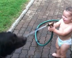 Hilarious Video Compilation: Babies Laughing At Pets