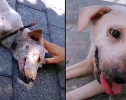 Man Stops To Comfort Shaking Street Dog, Gets A Friend For Life