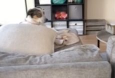 Dog Pops His Head up Like a Periscope