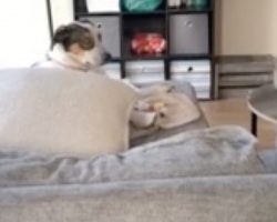 Dog Pops His Head up Like a Periscope