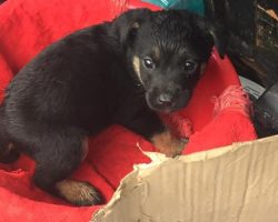 A Puppy Was Abandoned Outside In The Rain For Doing Nothing Wrong