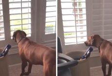 Mischievous Dog Humorously Caught On Camera Closing All The Blinds