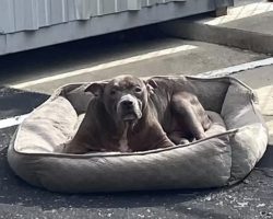 Dog Dumped In Empty Parking Lot With Only Her Bed For Comfort