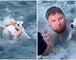 Boaters Rescue Lost Dog In The Middle Of Ocean and Reunite Him With His Family