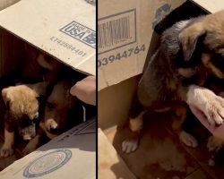 Woman Stumbles Upon Box Of Puppies In 110-Degree Desert