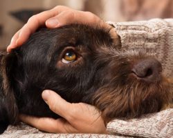 Dog Mental Health Matters: How to Keep Your Dog Healthy