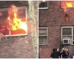 Cat Trapped in Apartment Fire Jumps Out of a Second Floor Window