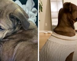 Dog Rescued From Euthanasia List Just Stared At The Wall In Her New Home