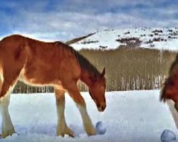 Budweiser Clydesdale Horses Rushes Into A Snowball Fight